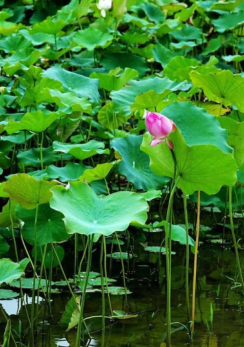 凌波仙子是什么花的美称（带你了解凌波仙子的含义）