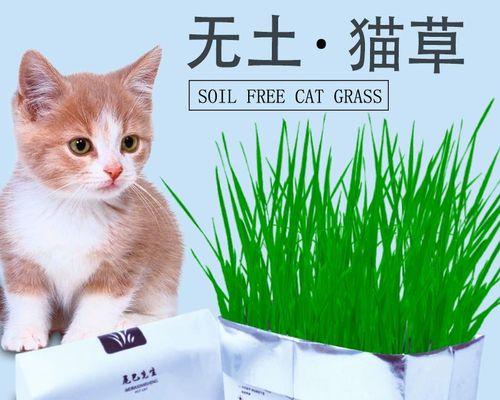 猫吃草是怎么回事（解析猫咪吃草的过程和营养价值）