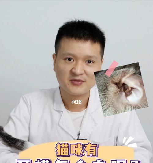 猫咪有耳螨怎么办严重吗（猫咪耳螨的危害及解决办法）