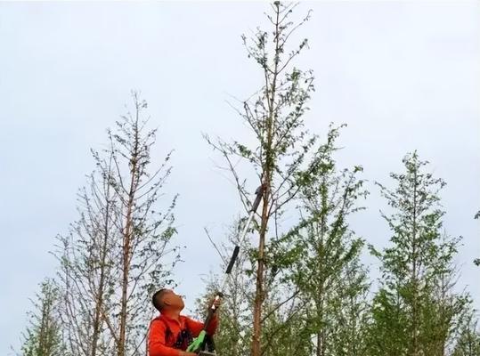 树干为何具有圆柱形状（探索树干形状的奥秘）