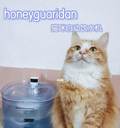 如何引导猫猫喝水（实用的方法帮助你的猫猫保持水分摄入）