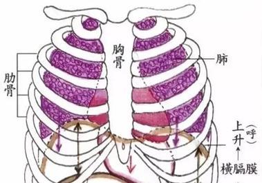 腹式呼吸法帮助减小肚子，塑造理想腹部线条（通过腹式呼吸法）