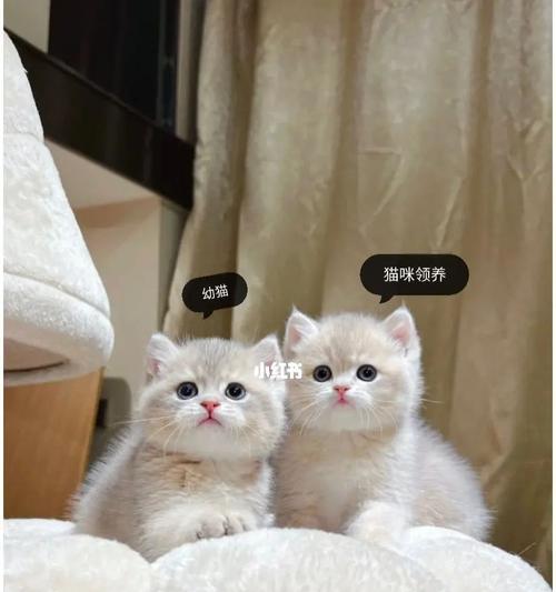 如何让猫咪乖巧可爱（分享有效的方法）