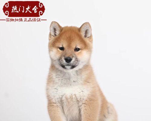 日本柴犬和秋田犬的差异（两种日本犬种的特点与区别）